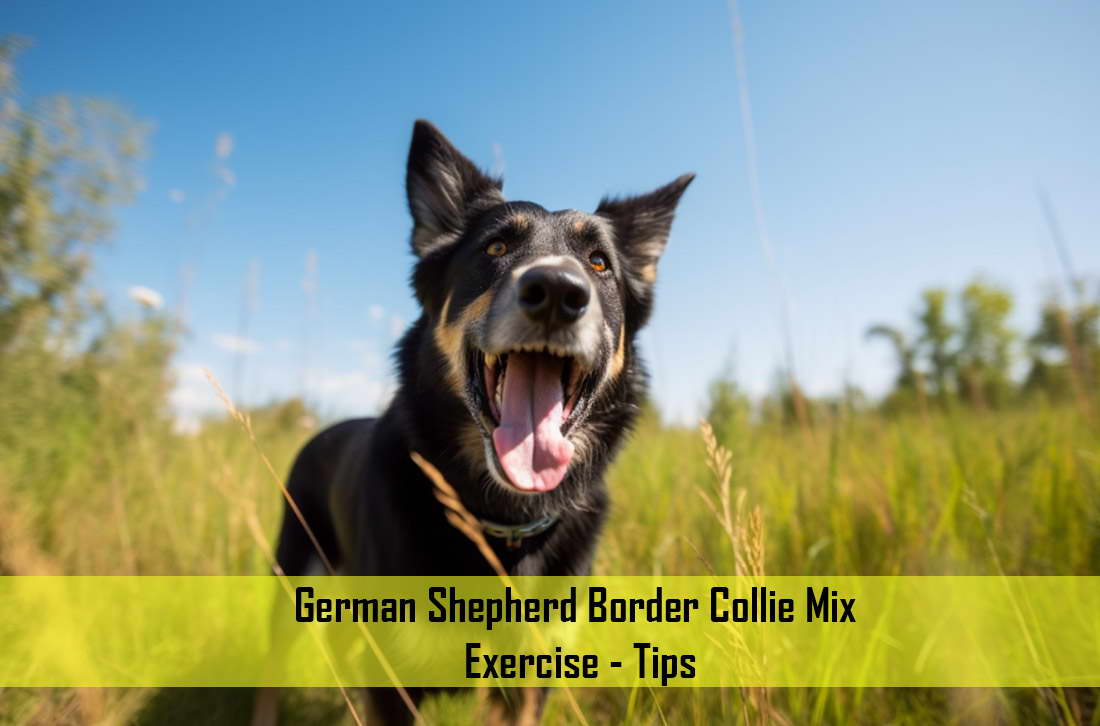 German Shepherd Border Collie Mix Exercise Tips