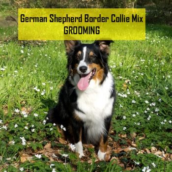 German Shepherd Border Collie Mix Grooming: Tips and Tricks for a Healthy Coat