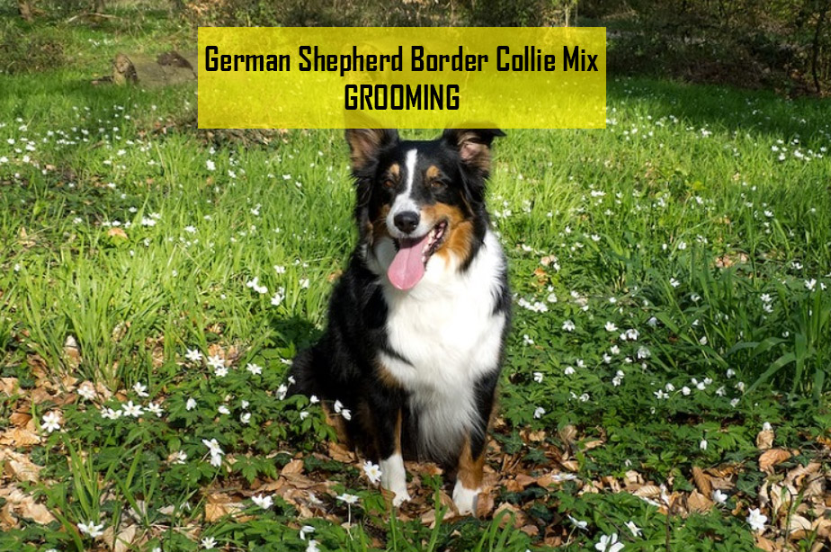 German Shepherd Border Collie Mix Grooming