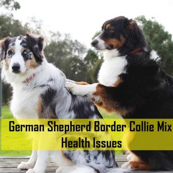 German Shepherd Border Collie Mix Health Issues