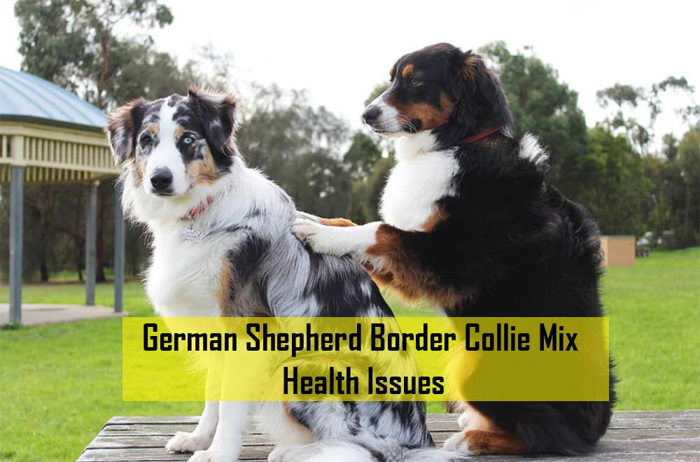 German Shepherd Border Collie Mix Health Issues