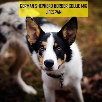 German Shepherd Border Collie Mix Lifespan