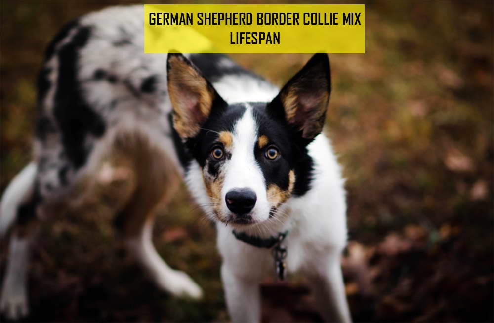 German Shepherd Border Collie Mix Lifespan