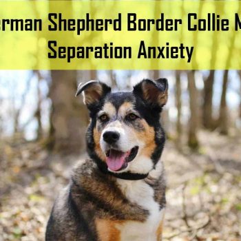 German Shepherd Border Collie Mix Separation Anxiety