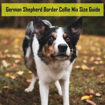 German Shepherd Border Collie Mix Size Guide