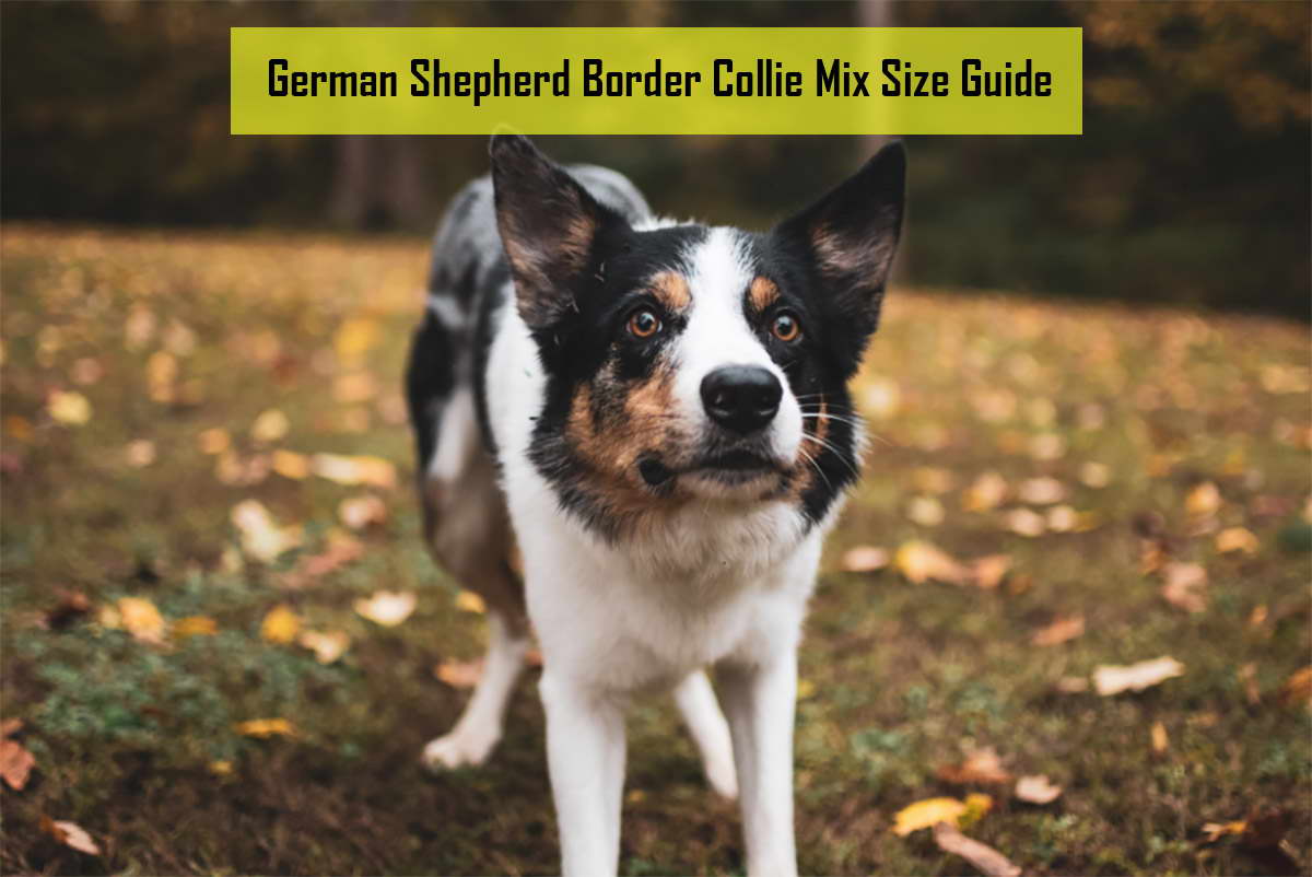 German Shepherd Border Collie Mix Size