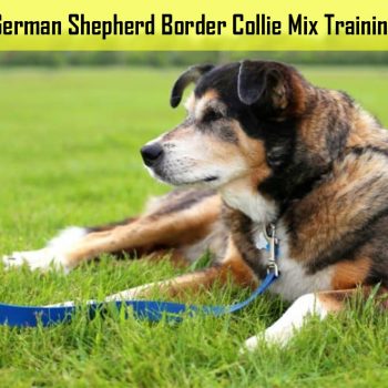 German Shepherd Border Collie Mix Training: Tips and Techniques