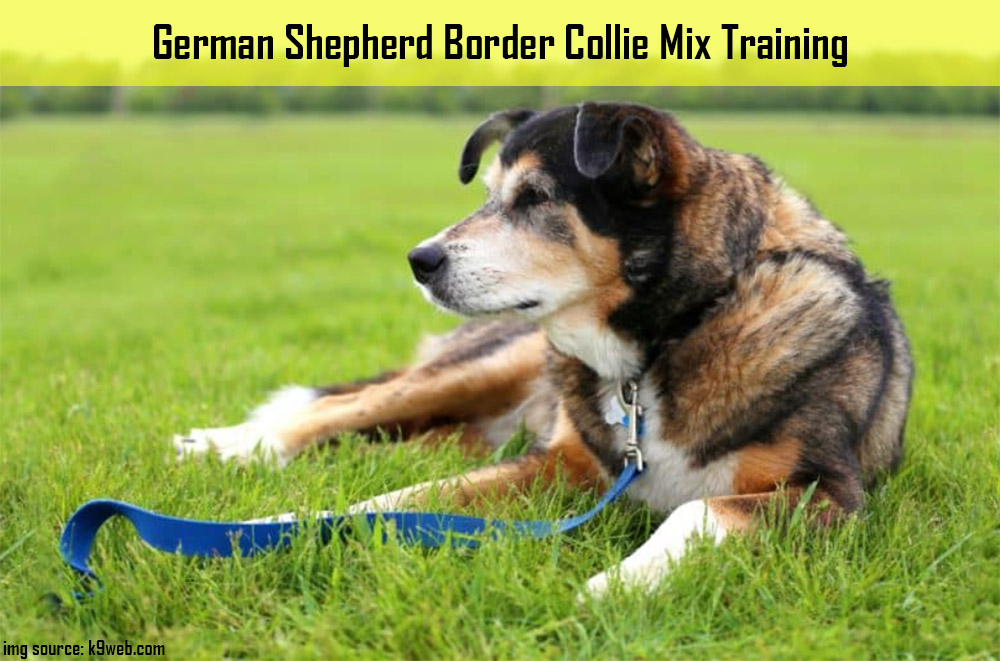 German Shepherd Border Collie Mix Training
