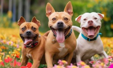 Golden Retriever Pitbull Mix With Other Dogs