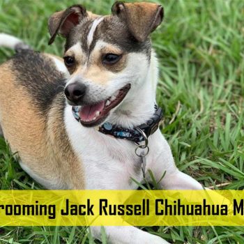 Jack Russell Chihuahua Mix Grooming – Tips and Tricks