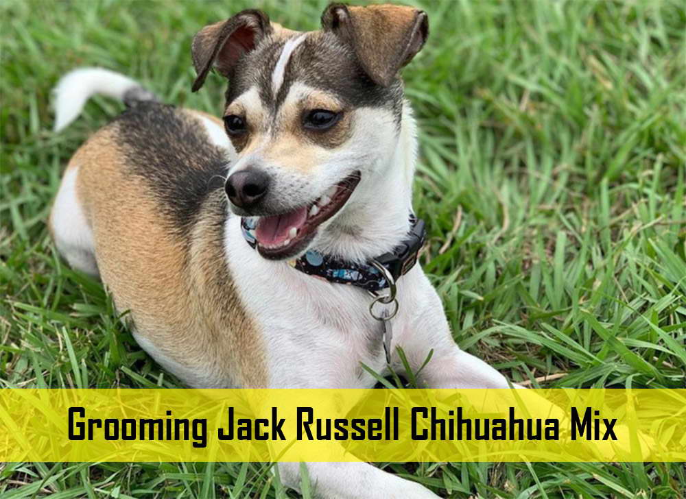 Jack Russell Chihuahua Mix Grooming