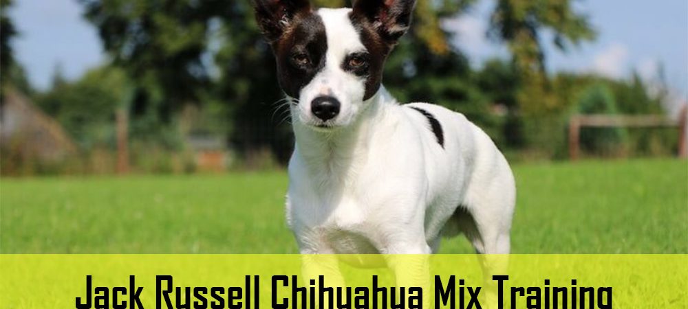 Jack Russell Chihuahua Mix Training