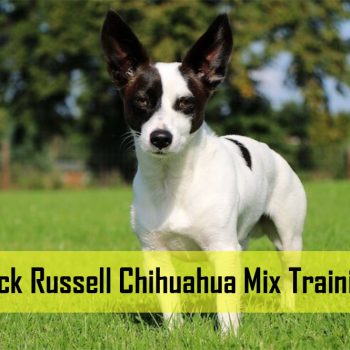 Jack Russell Chihuahua Mix Training – Tips and Tricks