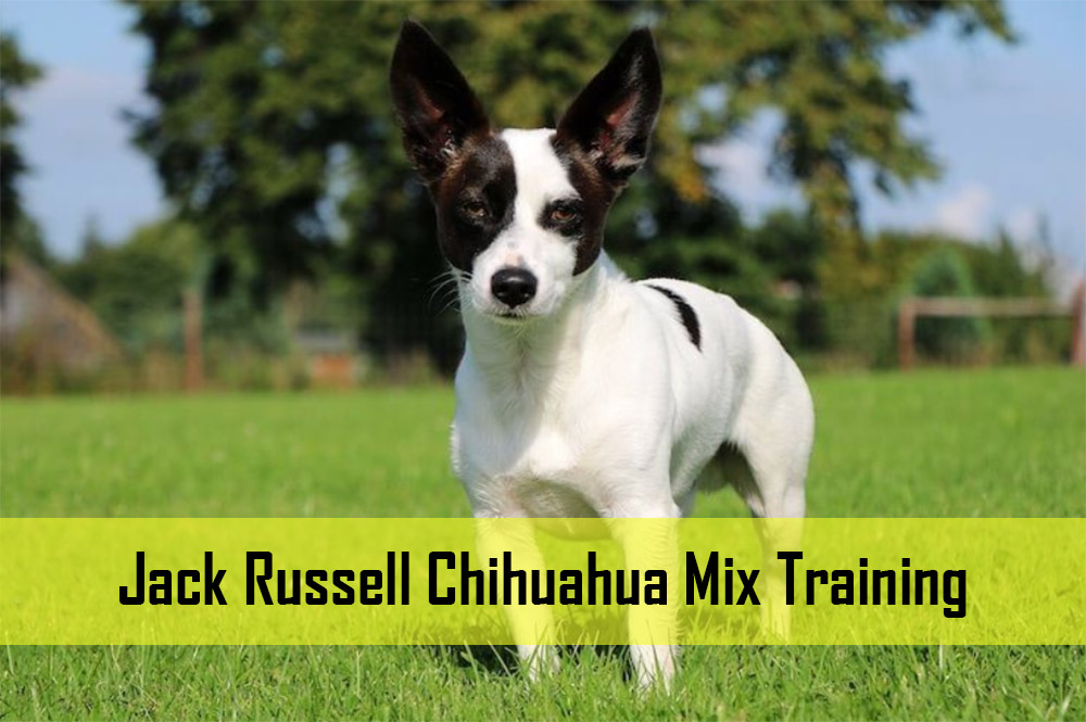 Jack Russell Chihuahua Mix Training