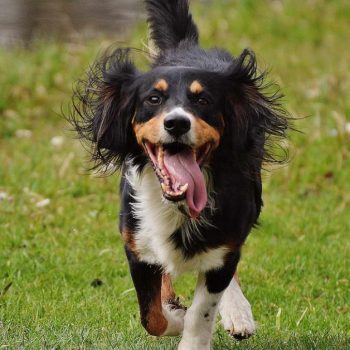 Mini Bernese Mountain Dog