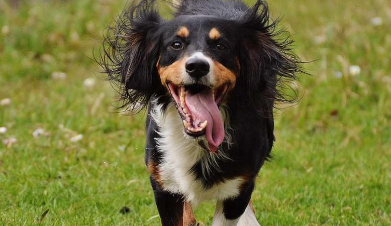 Mini Bernese Mountain Dog