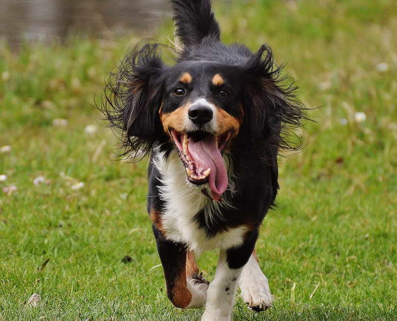 Mini Bernese Mountain Dog