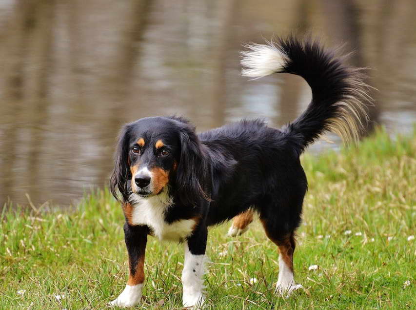 Mini Bernese Mountain Dogs