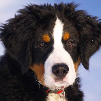 Finding a Reputable Bernese Mountain Dog Puppy Breeder: What You Need to Know