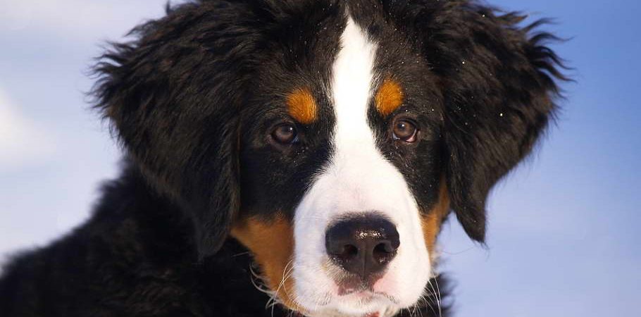 Reputable Bernese Mountain Dog Breeders