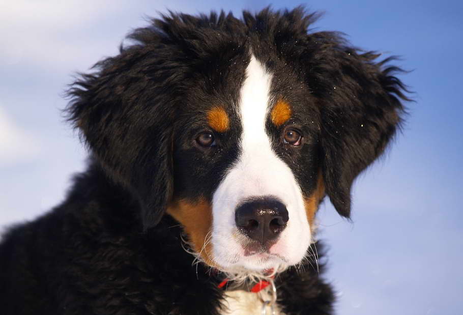 Reputable Bernese Mountain Dog Breeders