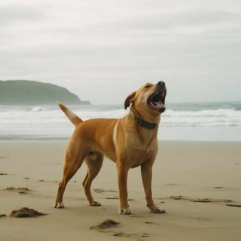 The Best Places to Take Your Golden Retriever Pitbull Mix Beach