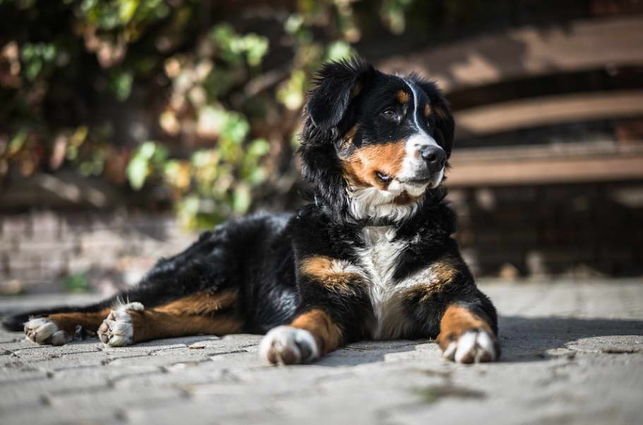Tips for Selecting Reputable Bernese Mountain Dog Puppy Breeders