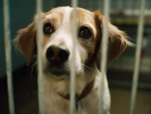 Beagle Poodle Mix Breeders