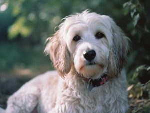 Beagle Poodle Mix Care