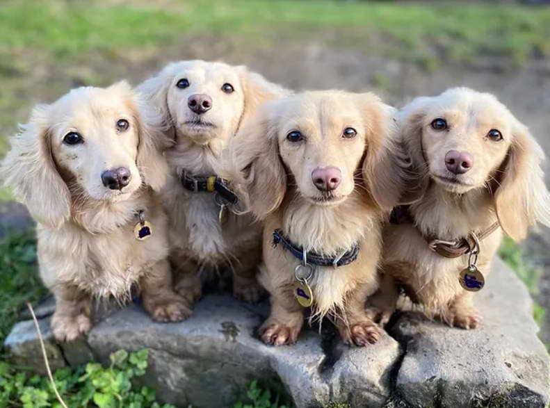 Blonde Dachshund Puppy for Sale Price Guide