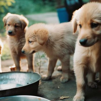 Golden Retriever Mixed with Husky Puppies for Sale – Why You Should Buy from a Reputable Breeder