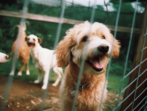 How to Locate Reputable Beagle Poodle Mix Breeders