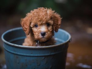 Micro Poodle Puppy For Sale