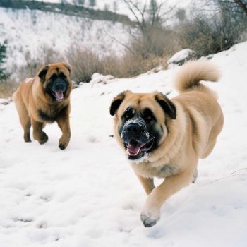 Pyrenean Mastiff Breed Standards: Understanding the Essentials