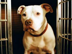 Reputable Pitbull Breeder in Oklahoma City