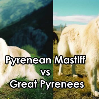 Pyrenean Mastiff vs Great Pyrenees: What’s the Difference?