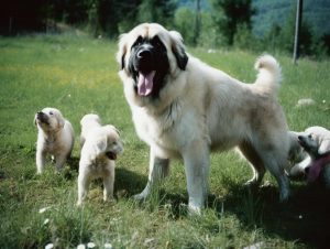 Top Five Pyrenean Mastiff Breeders in the US