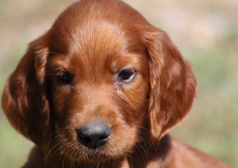 Average Golden Irish Puppy For Sale Price Range