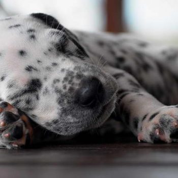 Dalmatian Puppy For Sale Nc