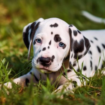 Dalmatian Puppy For Sale Indiana