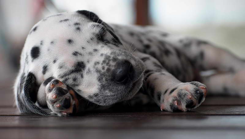 Dalmatian Puppy For Sale Nc