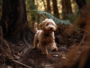 How Much Do Labradoodle Puppies Cost in California