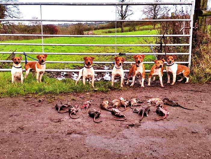 Jack Russell Terrier pest hunt