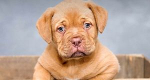 Puppy For Sale Washington DC