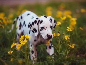 Puppy For Sale Winston Salem NC