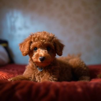 Red Toy Poodle Puppy For Sale