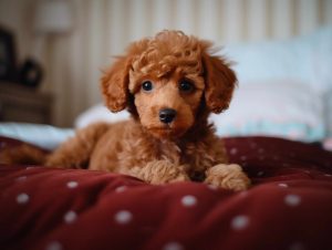 Red Toy Poodle Puppy For Sale Price Guide