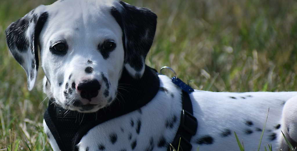 Reputable Breeders Dalmatian Puppy For Sale Nc