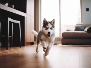 Where to Find Husky Puppies for Sale in Dallas