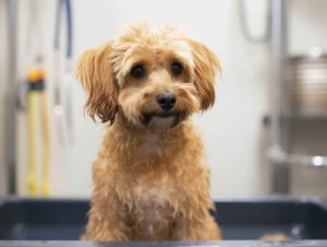 Boutique Dog Grooming